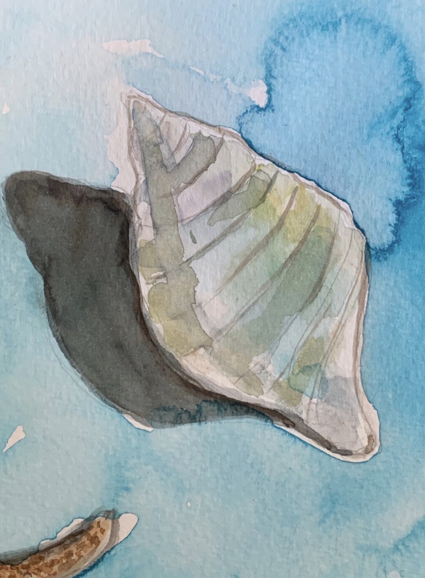 Watercolor details of seashells